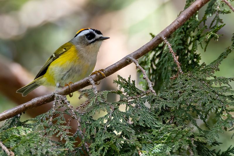 209 Regulidae - Kinglets
