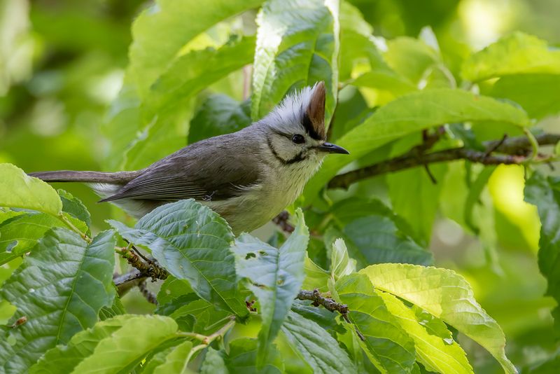 Taiwan Yuhina - Taiwanmeestimalia - Yuhina de Tawan