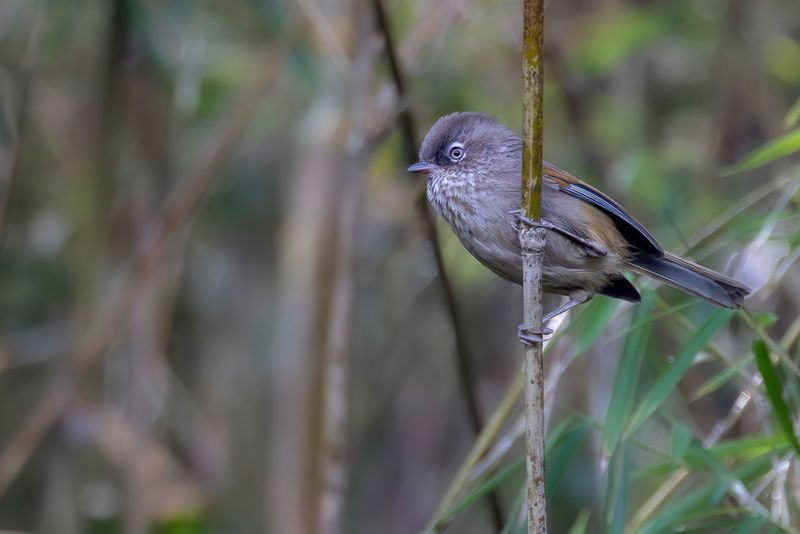 198 Paradoxornithidae - Parrotbills and Allies