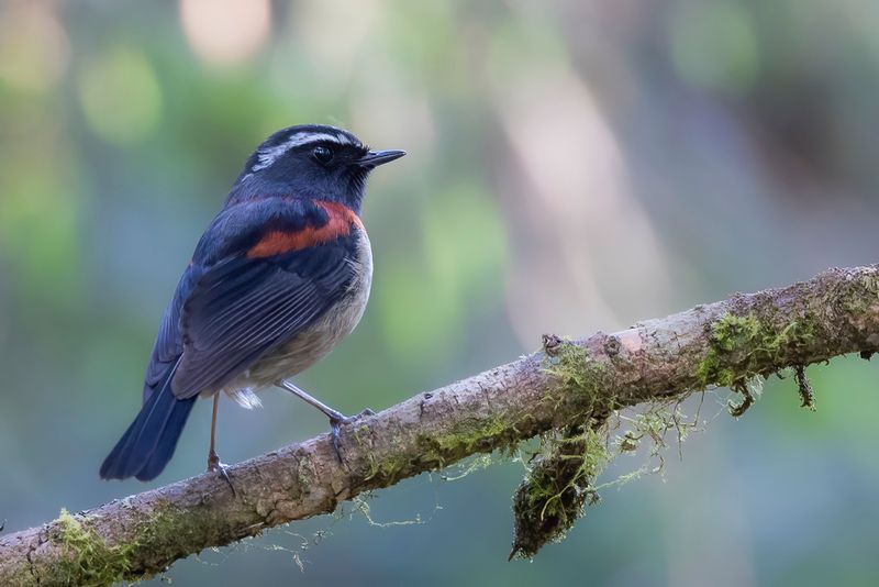 Collared Bush Robin - Taiwanblauwstaart - Rossignol de Johnston (m)