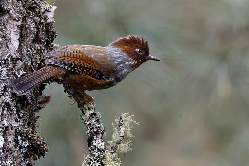 202 Leiothrichidae - Laughingthrushes and Allies