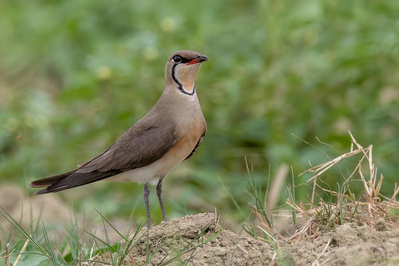 Birds of Taiwan 2025