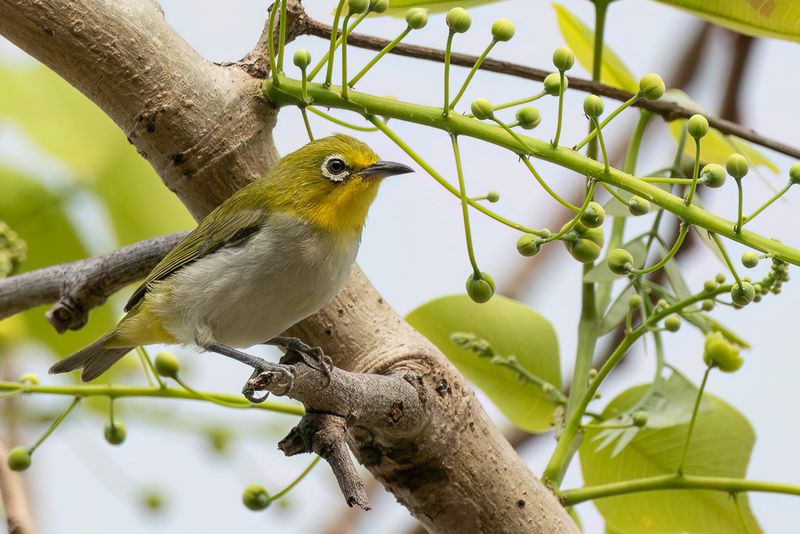 199 Zosteropidae - White-eyes, Yuhinas, and Allies