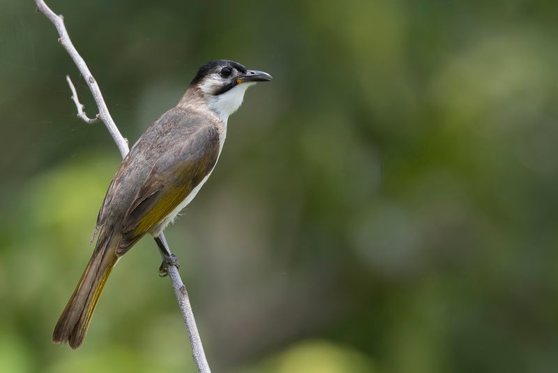 196 Pycnonotidae - Bulbuls