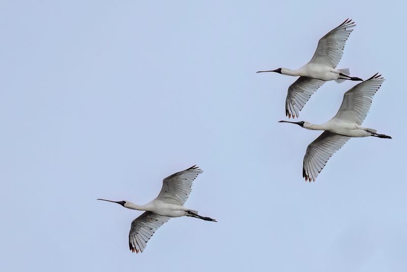 062 Threskiornithidae - Ibises and Spoonbills