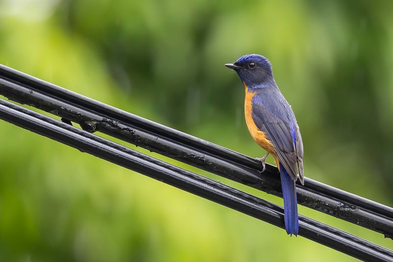 Taiwan Vivid Niltava - Taiwanroodkeelniltava - Gobemouche de Tawan