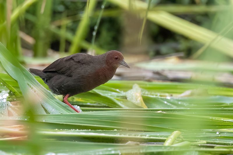 028 Rallidae - Rails, Gallinules, and Coots