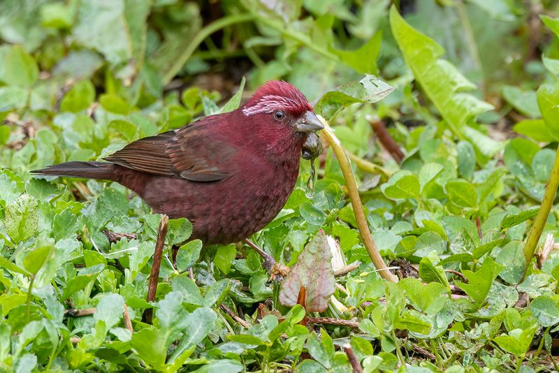 Taiwan Rosefinch - Taiwanroodmus - Roselin de Tawan (m)