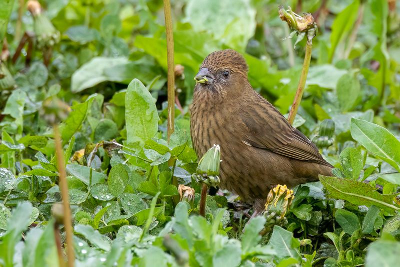 237 Fringillidae - Finches, Euphonias, and Allies