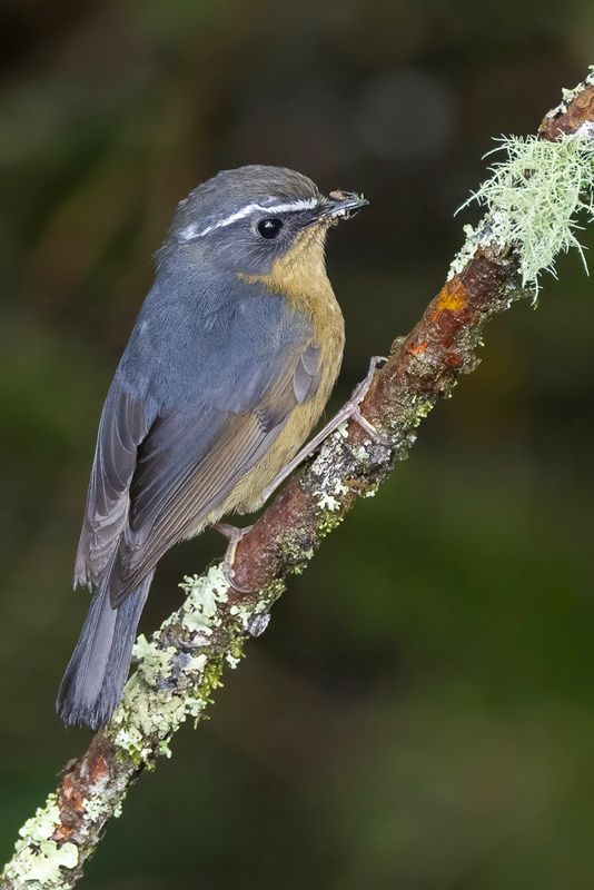 Taiwan Bush Robin - Formosablauwstaart - Robin de Tawan