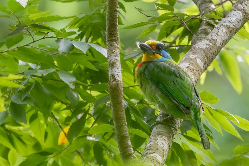 095 Megalaimidae - Asian Barbets