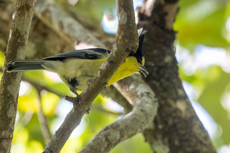 179 Paridae - Tits, Chickadees, and Titmice