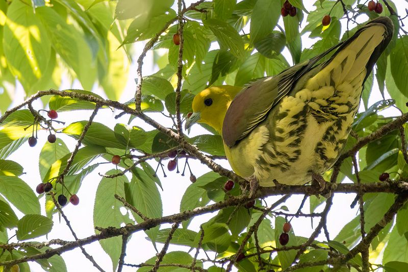 021 Columbidae - Doves and Pigeons