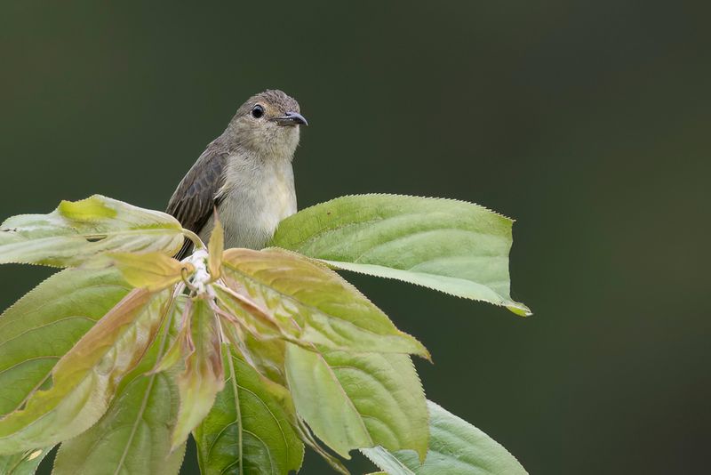 Birds of Taiwan 2025