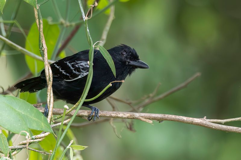 Castelnau's Antshrike - Castelnaus Mierklauwier - Batara de Castelnau (m)