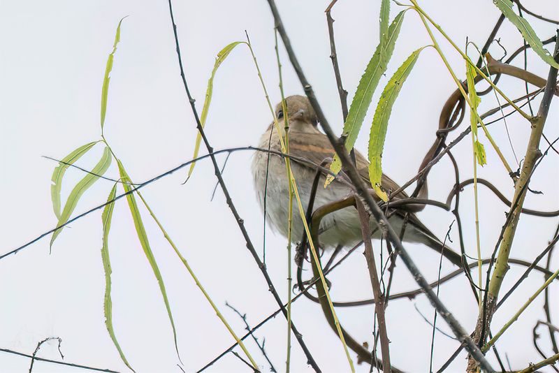Little Ground Tyrant - Kleine Grondtiran - Dormilon fluviatile