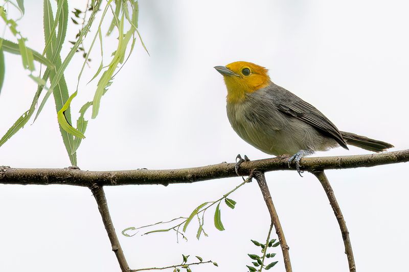 Orange-headed Tanager - Oranjekoptangare - Tangara  tte orange