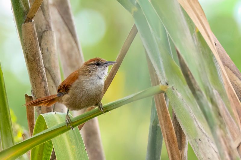 Parker's Spinetail - Parkers Stekelstaart - Synallaxe de Parker