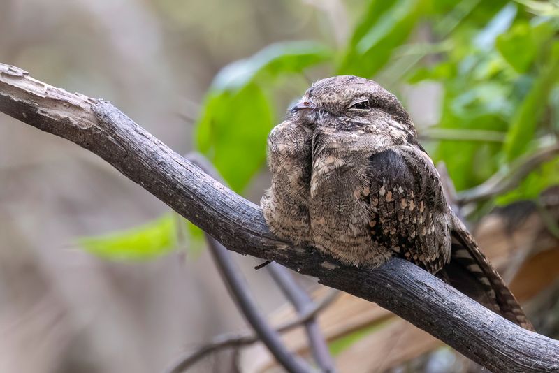 Ladder-tailed Nightjar - Trapstaartnachtzwaluw - Engoulevent trifide