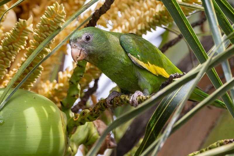 White-winged Parakeet - Witvleugelparkiet - Toui  ailes varies