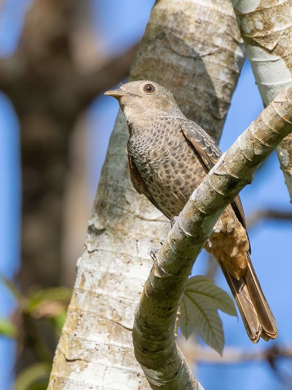 Plum-throated Cotinga - Pruimkeelcotinga - Cotinga des Maynas (f)