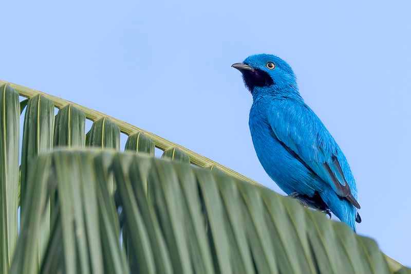 Plum-throated Cotinga - Pruimkeelcotinga - Cotinga des Maynas (m)