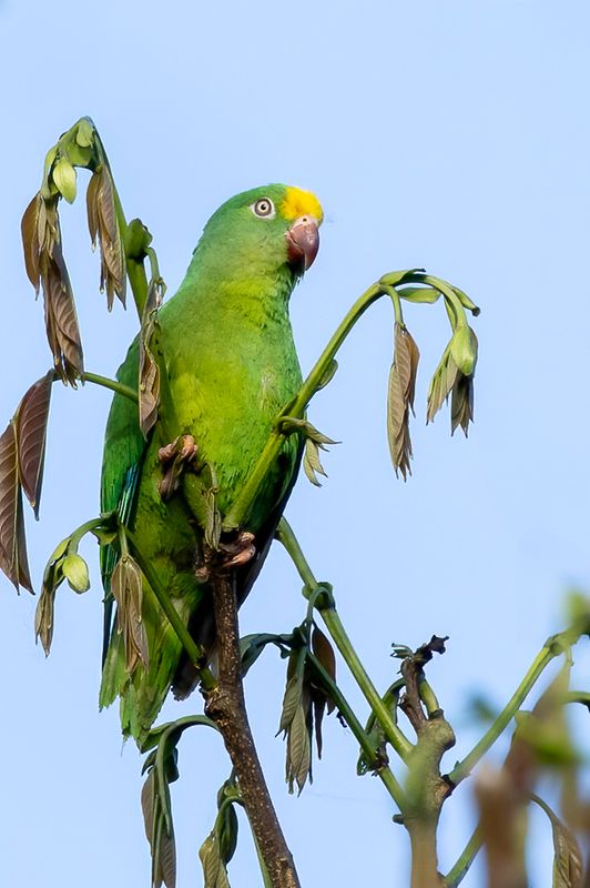 Tui Parakeet - Tuparkiet - Toui  front d'or