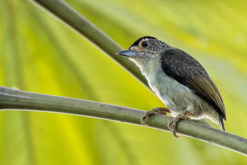 Plain-breasted Piculet - Geelbuikdwergspecht - Picumne de Castelnau (f)