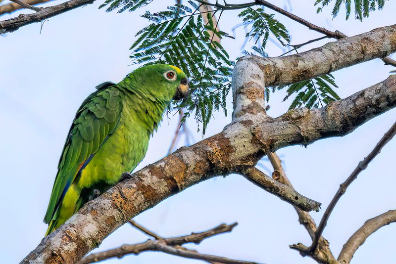 Yellow-crowned Amazon - Geelvoorhoofdamazone - Amazone  front jaune