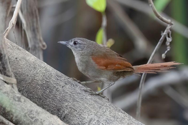 Plain-crowned Spinetail - Cayennestekelstaart - Synallaxe de Cayenne