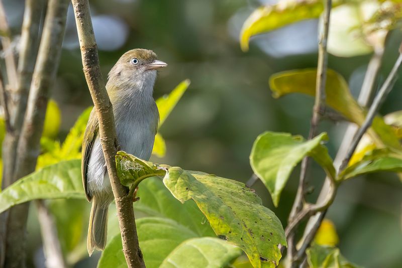 Grey-chested Greenlet - Grijsnekvireo - Viron  gorge grise