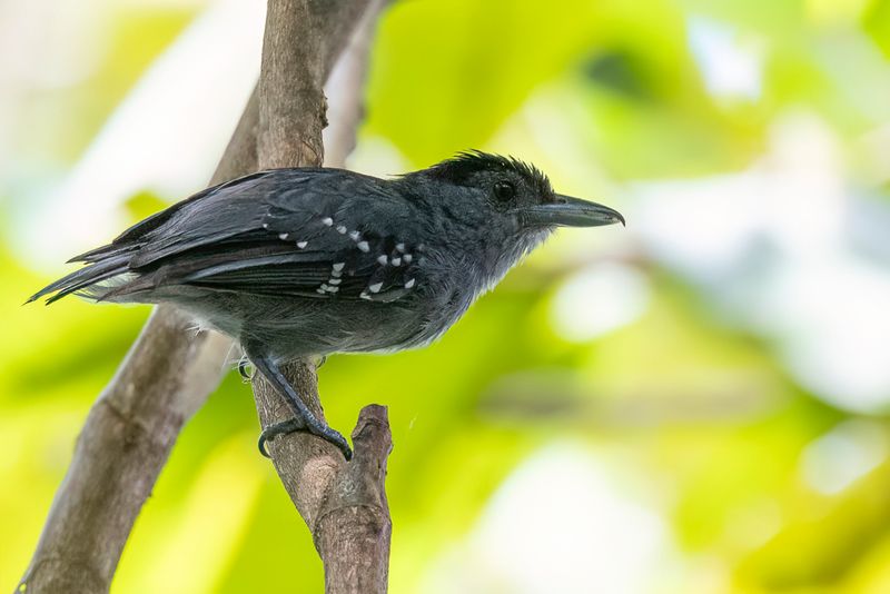 Birds of Colombia Amazon 2025