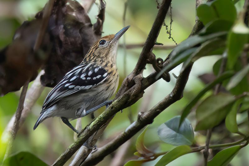 Amazonian Streaked Antwren - Amazonemiersluiper - Myrmidon d'Amazonie (f)