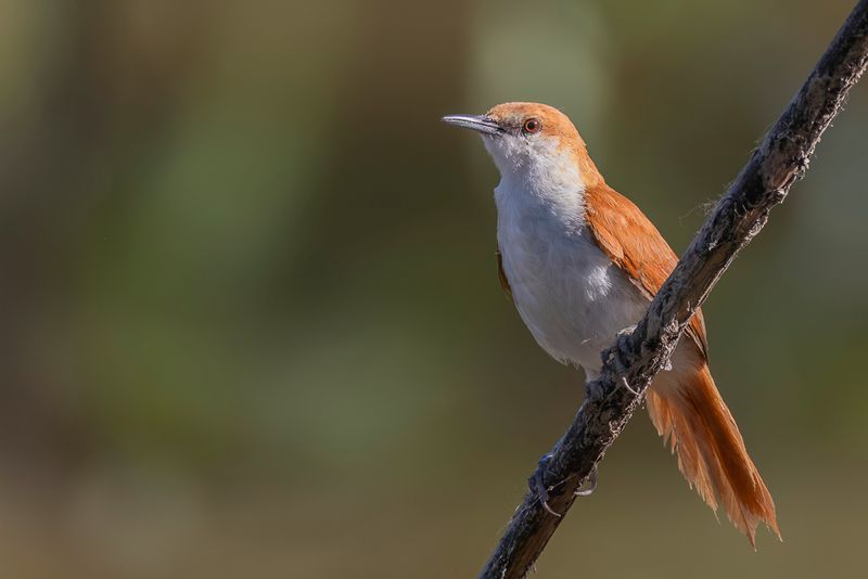 Red-and-white Spinetail - Rood-witte Stekelstaart - Synallaxe belette
