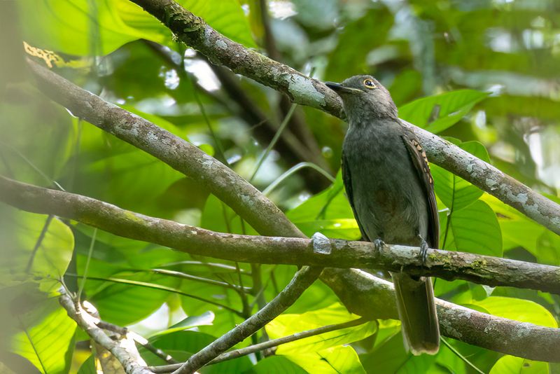 Birds of Colombia Amazon 2025