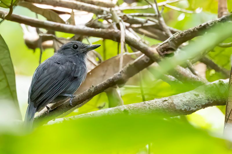 Bluish-slate Antshrike - Blauwe Mierklauwier - Batara bleu-gris (m)