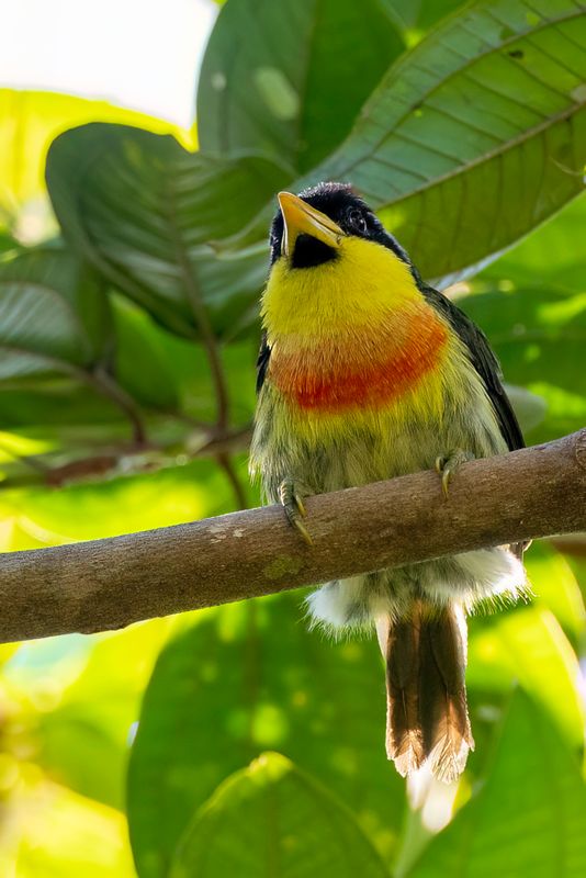 Lemon-throated Barbet - Citroenkeelbaardvogel - Cabzon  poitrine d'or (m)