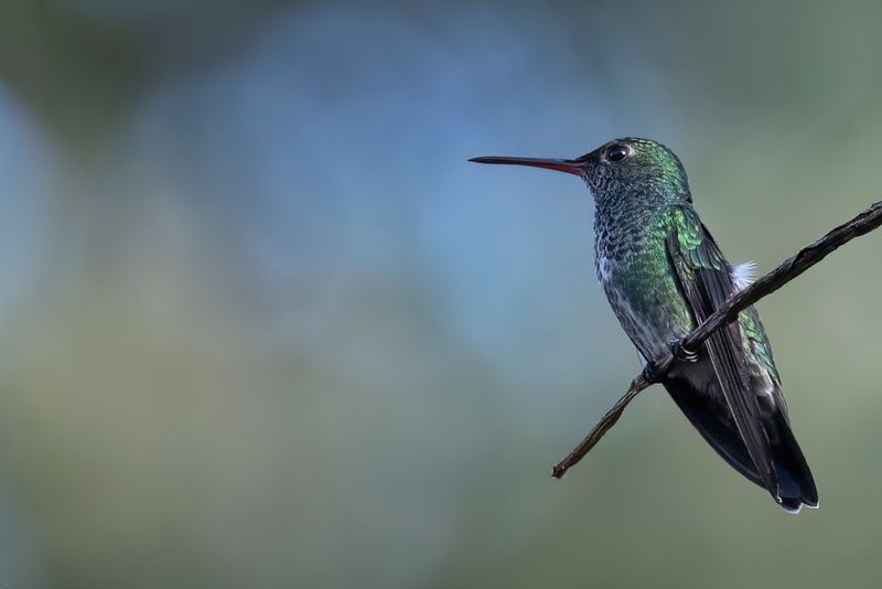 Glittering-throated Emerald - Franjeamazilia - Ariane de Linn