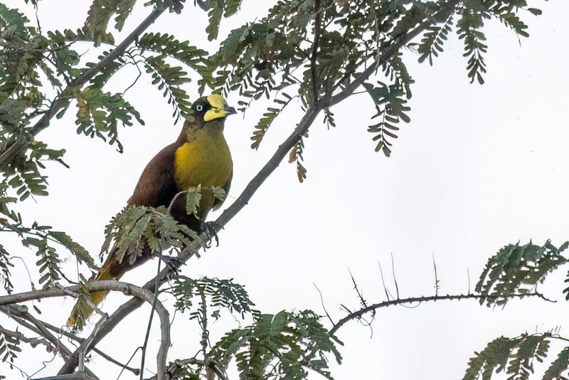 Casqued Cacique - Helmoropendola - Cassique casqu