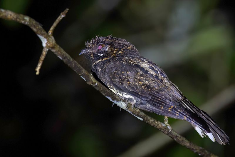 Silky-tailed Nightjar - Zijdestaartnachtzwaluw - Engoulevent  queue de soie