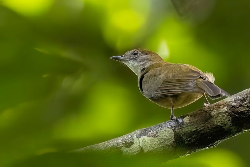 Orange-crested Manakin - Oranjekruinmanakin - Manakin  bandeau orange