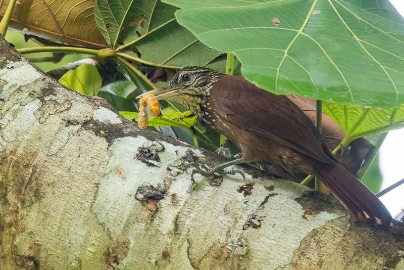 Birds of Colombia Amazon 2025
