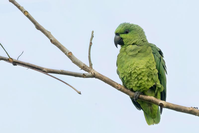 Short-tailed Parrot - Kortstaartpapegaai - Caque  queue courte