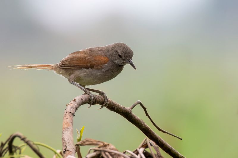 White-bellied Spinetail - Witbuikstekelstaart - Synallaxe  ventre blanc