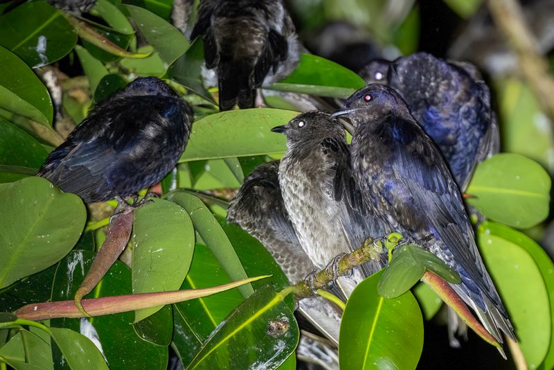 Southern Martin - Patagonische Purperzwaluw - Hirondelle gracieuse
