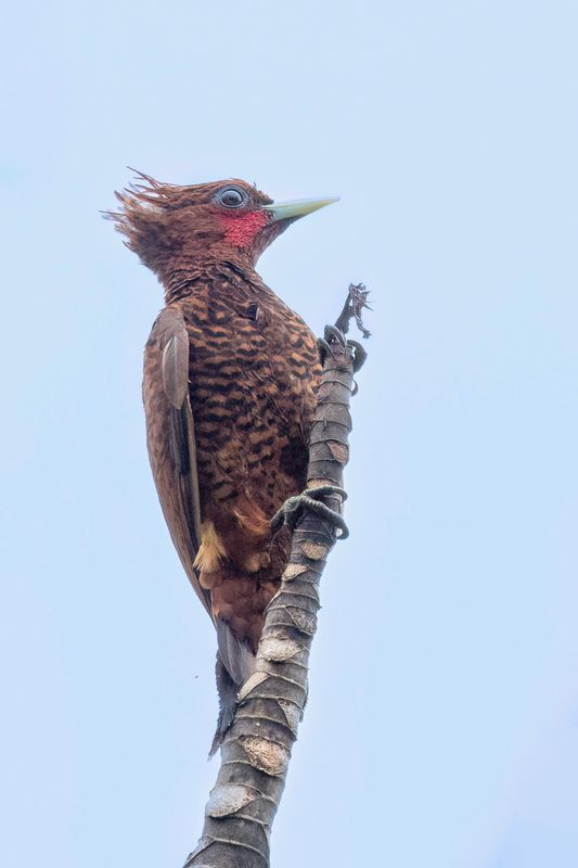 Variable Woodpecker - Geschubde Specht - Pic ond (m)