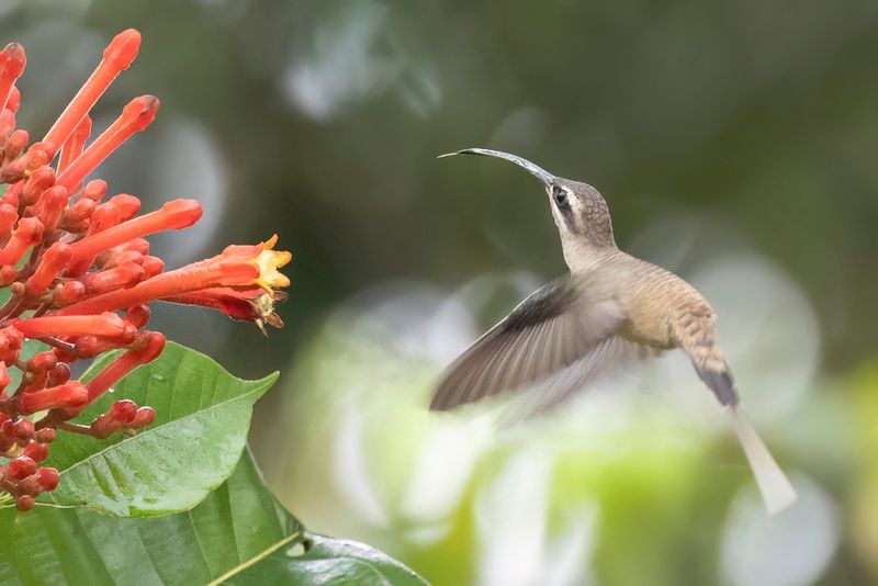 Great-billed Hermit - Langsnavelheremietkolibrie - Ermite  long bec