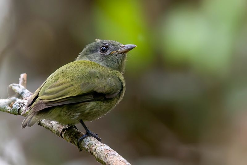White-crowned Manakin - Witkruinmanakin - Manakin  tte blanche (f)