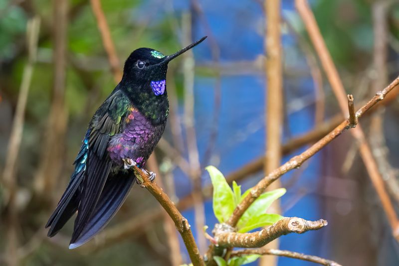 Blue-throated Starfrontlet - Blauwe Incakolibrie - Inca porphyre (m)
