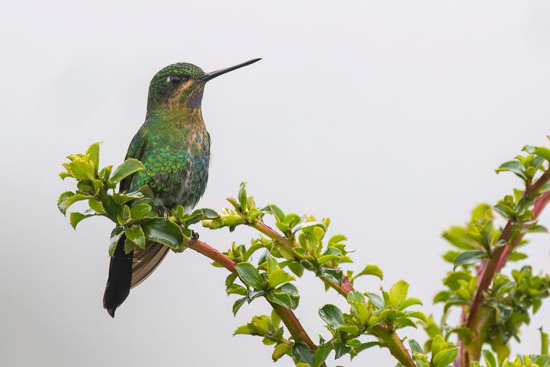 Glowing Puffleg - Groen Pluimbroekje - rione pattue (f)